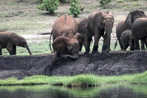 Elephant herd Fotos Stock