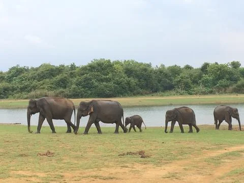 Elephant Herd Foto stock
