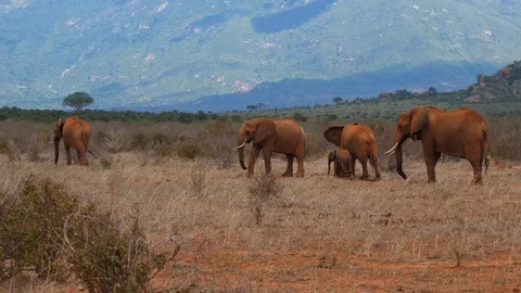 Elephant herd resting Stock Footage 88561902