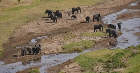Elephant Herd at Riverside Stock Footage 60384914
