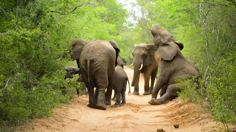 Elephant Herd on Road Stock Footage 59694119