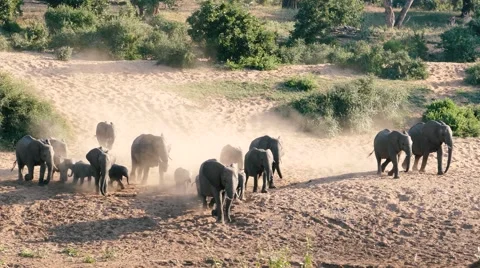 Elephant herd running Stock Footage 65225463