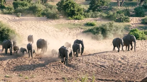 Elephant herd running Stock Footage 65225504