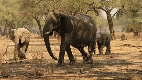 Elephant herd in savanah in africa 1 Stock Footage