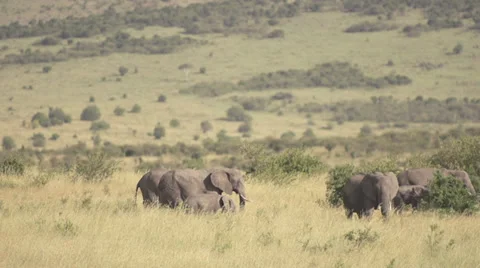 Elephant herd in savanna Stock Footage 33545525