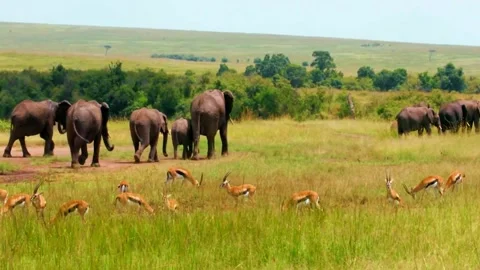  Elephant Herd on Savannah Stock Footage 323145850