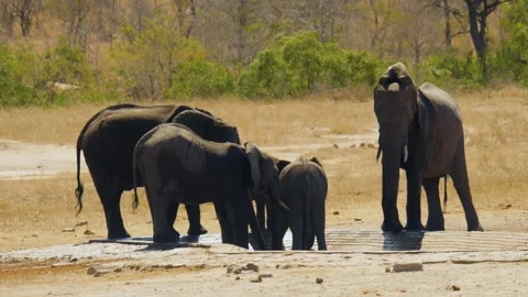 Elephant herd in the savannah. Stock Footage 336288779