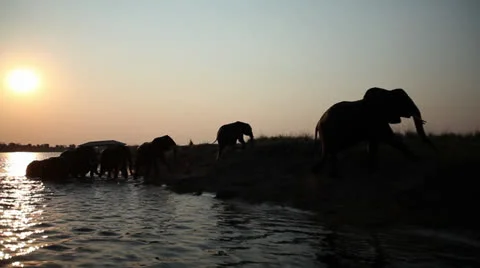 Elephant herd silhouetted against setting sun as they walk out of river Vídeos de archivo 24334637