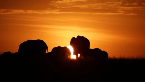 Elephant herd Silhouetted Stock Footage 87719003