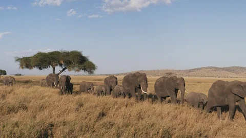 Elephant herd in single file approaching at serengeti Stock Footage 106338041