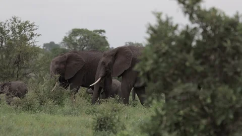 Elephant herd slowly make their way to waterhole Stock Footage 125902429
