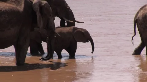 Elephant herd stand in river drinking water Stock Footage 57515624