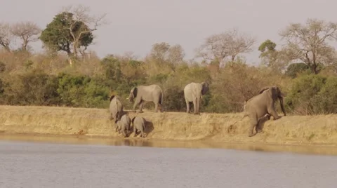 Elephant Herd Struggling to get up mud bank - Slow Motion Stock Footage 55647194