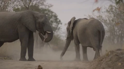 Elephant Herd Throwing Dust on there Backs - Slow Motion - (1) Video stock 55648277