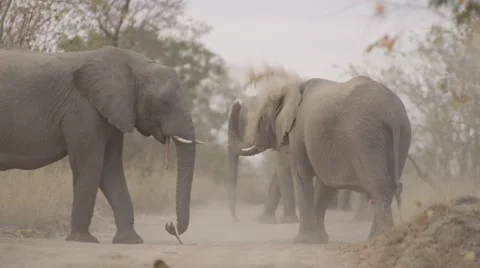 Elephant Herd Throwing Dust on there Backs - Slow Motion - (1) Stock Footage 55648362