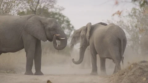 Elephant Herd Throwing Dust on there Backs - Slow Motion - (2) Stock Footage 55648415