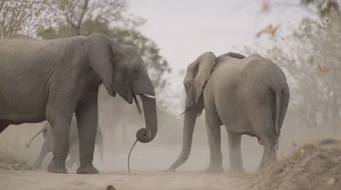 Elephant Herd Throwing Dust on there Backs with Baby- Slow Motion - (3) Stock Footage 55648447
