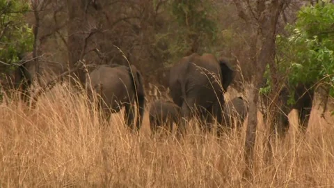 Elephant herd walk away Vídeos de archivo 168323905
