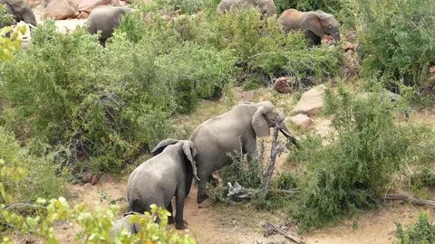 Elephant herd walking in the bush Stock Footage 76045192