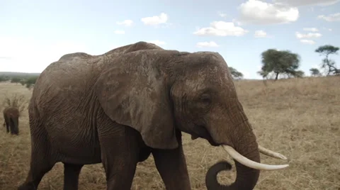 Elephant herd walking close to camera Stock Footage 38733335
