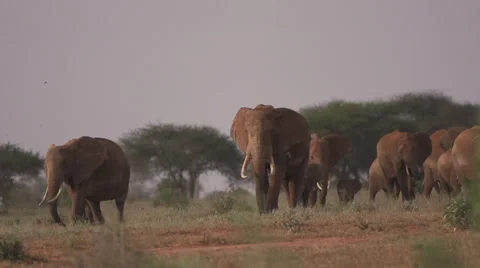 Elephant herd walking  Stock Footage 33529265
