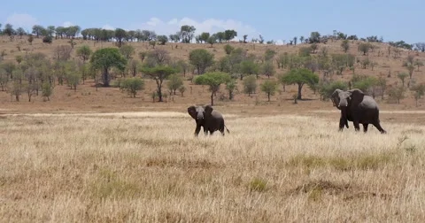 Elephant Herd Walking Stock Footage 60384187