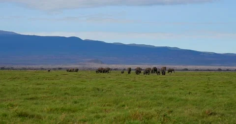 Elephant Herd Walking Stock Footage 60384669