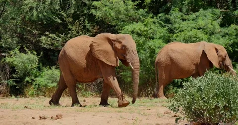 Elephant Herd Walking Stock Footage 60384844