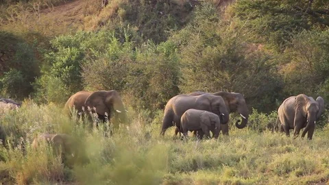 Elephant herd walking Stock Footage 75952020