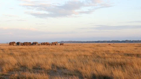 Elephant herd walking Stock Footage 107956876