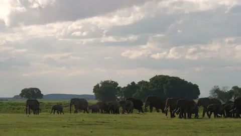 Elephant herd walking Stock Footage 136266034