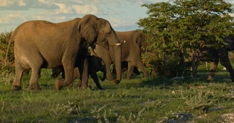 Elephant herd walking 動画素材 252301072