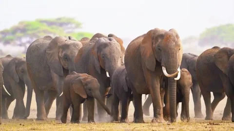  Elephant Herd Walking Stock Footage 323139012