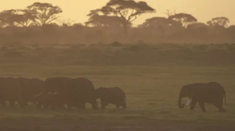 Elephant herd walking in line at dusk Stock Footage 33531919