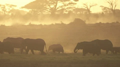 Elephant herd walking in line at dusk Stock Footage 33531927