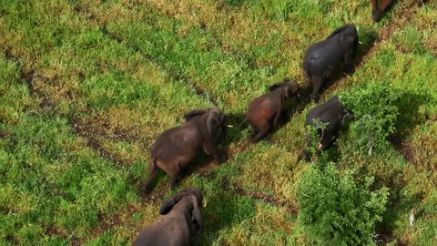 Elephant herd walking in single file through green meadow Stock Footage 316236454
