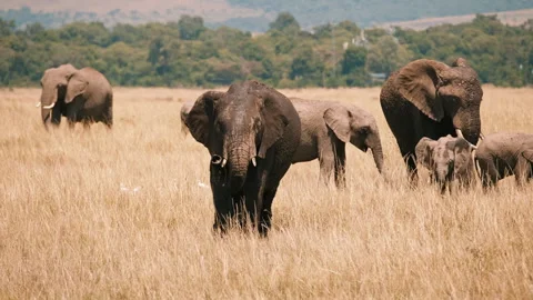 Elephant Herd Walking Through African Savannah Stock Footage 309866408