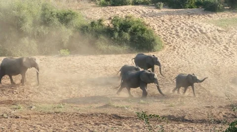 Elephant herd walking through dry river bed Stock Footage 68055821
