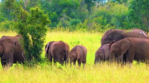 Elephant Herd Walking Through Green Meadow Stock Footage 322545520