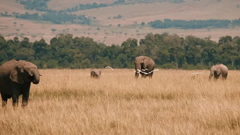 Elephant Herd Walking Through Tall Grass Stock Footage 309868582