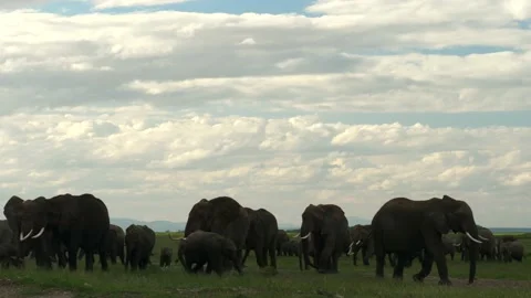 Elephant herd walking together Stock Footage 136123776