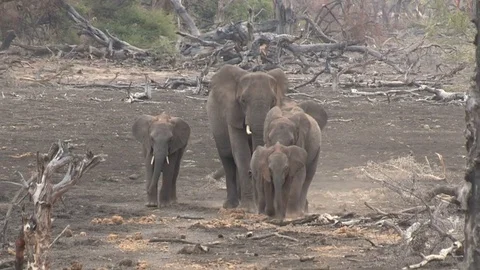 Elephant herd walking towards camera Video stock 84299918