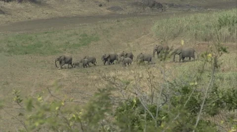 Elephant herd walking in the veld Stock Footage 12354706
