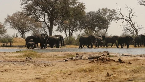 Elephant herd at water hole 1 스톡 동영상 119243003