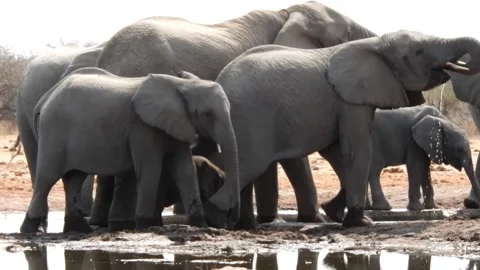Elephant herd at a waterhole - camera pan Stock Footage 238506958