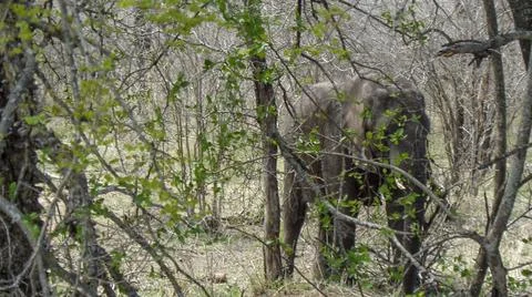 An elephant is hidding back the tree Stock Photos