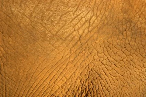 Elephant hide texture Stock Photos