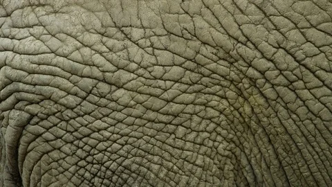 Elephant hide - thick skin - 	pachyderm - wrinkles Stock Footage 72106191