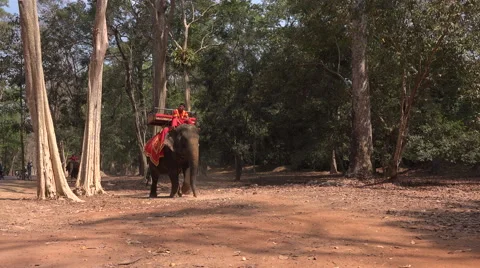 Elephant with his mahout Stock Footage 61541757