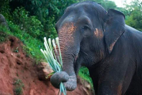 Elephant with his snacks colored  Stock Photos